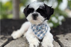 Granite - Shih Tzu for sale
