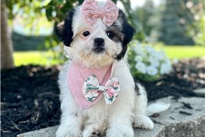 Dawn - puppy for sale