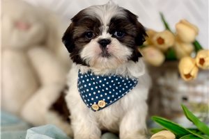 Shale - puppy for sale