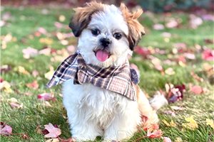 Drew - Shih Tzu for sale