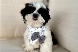 Granite - Shih Tzu for sale