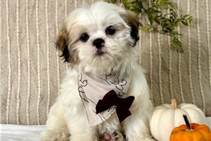 Joshua - puppy for sale