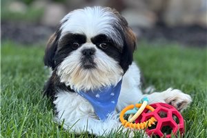 Leonardo - Shih Tzu for sale