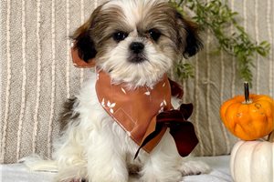 Jamison - puppy for sale