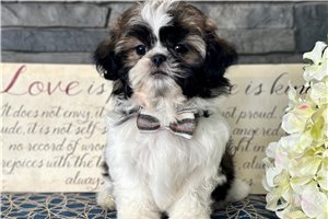 Travis - puppy for sale