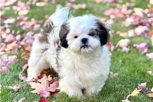 Dylan - puppy for sale