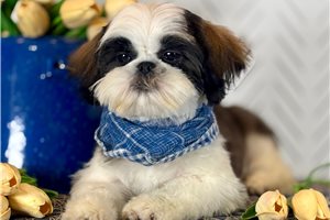 Landon - Shih Tzu for sale