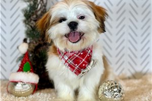 Jimmy - Shih Tzu for sale