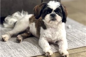 Leonardo - Shih Tzu for sale