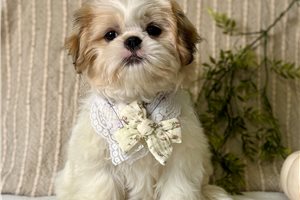 Jenny - puppy for sale