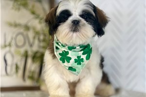 Landon - Shih Tzu for sale