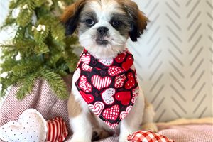 Lorenzo - puppy for sale