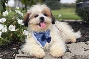 Donald - puppy for sale