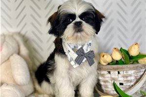 Leonardo - Shih Tzu for sale