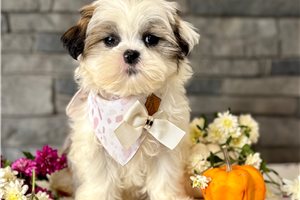 Chloe - puppy for sale