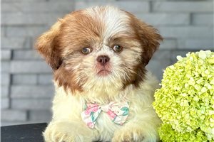 Deja - puppy for sale