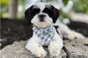 Granite - Shih Tzu for sale