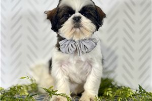Leonardo - Shih Tzu for sale