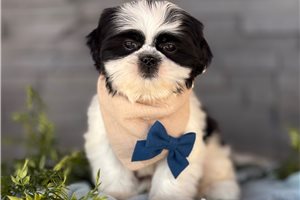 Granite - Shih Tzu for sale