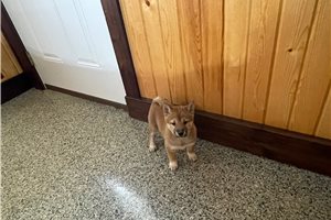 Willow - Shiba Inu for sale