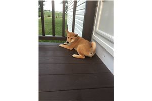 Haru - puppy for sale