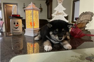Suiko - puppy for sale