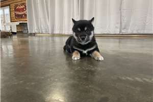 Wesley - Shiba Inu for sale