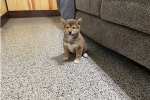 Walter - Shiba Inu for sale