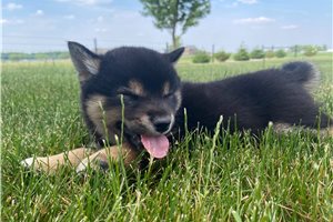 Kaito - puppy for sale