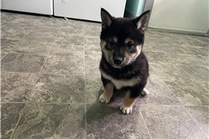 William - Shiba Inu for sale