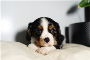Pascal - puppy for sale
