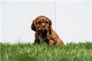 Hanson - puppy for sale