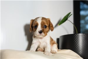 Peaches - puppy for sale