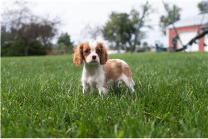 Alexander - Cavalier King Charles Spaniel for sale