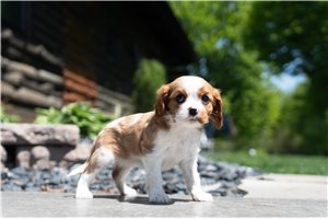 Priscilla - Cavalier King Charles Spaniel for sale