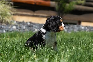 Paisley - Cavalier King Charles Spaniel for sale