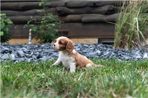 Alden - puppy for sale