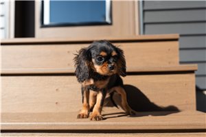 Mopsy - Cavalier King Charles Spaniel for sale