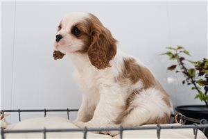 Nikki - Cavalier King Charles Spaniel for sale