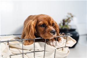 Mark - Cavalier King Charles Spaniel for sale