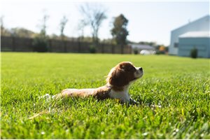 Aida - Cavalier King Charles Spaniel for sale