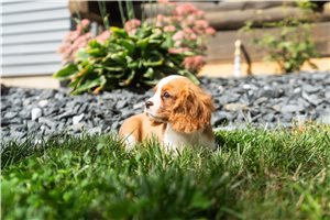 Albert - Cavalier King Charles Spaniel for sale