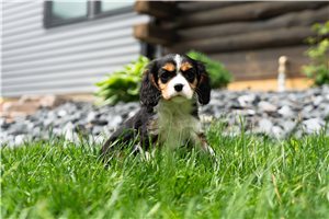 Paisley - Cavalier King Charles Spaniel for sale
