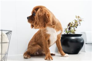 Mark - Cavalier King Charles Spaniel for sale