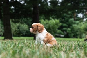 Alexander - puppy for sale