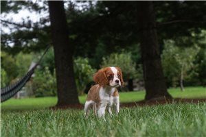 Aida - Cavalier King Charles Spaniel for sale