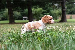 Alford - puppy for sale