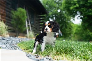 Pascal - Cavalier King Charles Spaniel for sale