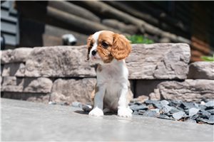 Peaches - Cavalier King Charles Spaniel for sale