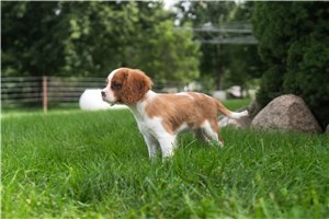 Alden - Cavalier King Charles Spaniel for sale